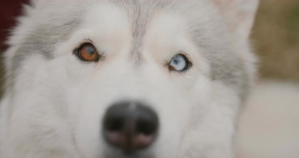 Portrait Close-up White Dog Husky in Slow Motion. Husky with Heterochromia Multicolored Eyes