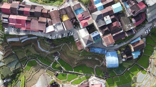 Cameron Highlands, Pahang Malaysia