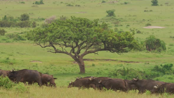 Buffalo herd running