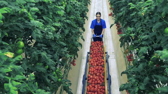 Ripe Tomatoes, Vegetable Harvest Concept. Greenhouse Worker Collects Red Tomatoes.