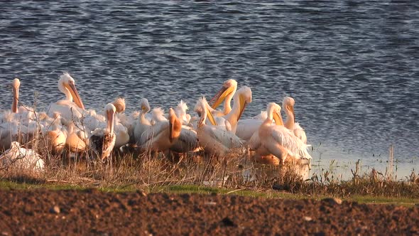 A Flock of White Pelican Heron Birds by the Water