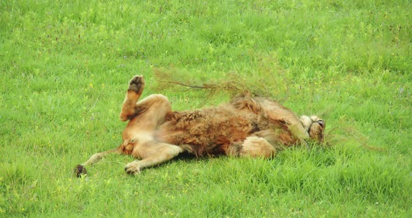 Lion Rests