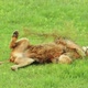 Lion Rests - VideoHive Item for Sale