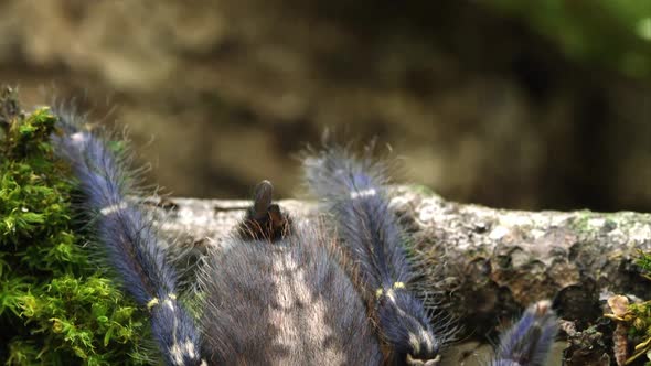 Tilting down tight shot of Gooty Sapphire Ornamental Tree Spider.