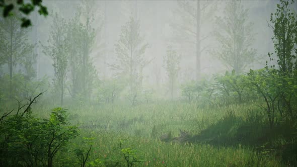 Rainy Foggy Forest