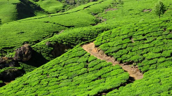 Tea Plantations in Munnar, Kerala, India