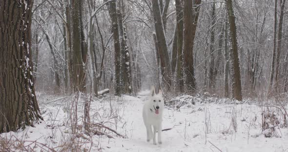 White Swiss Shepherd Dog Walking In Snowy Forest