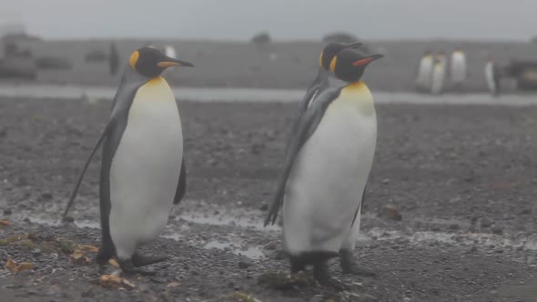 King Penguins On South Georgia Island