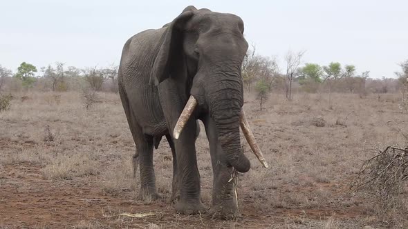 elephant with food in trunk