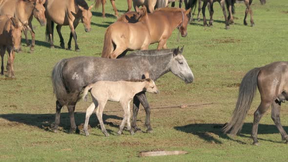 Gray Mother and White Foal in A Herd of Horses