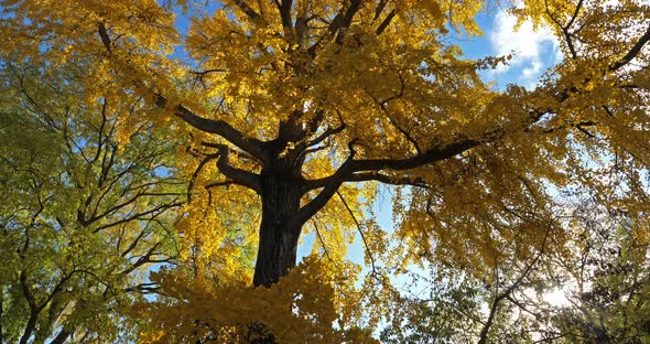 Maidenhair tree Montpellier, Occitanie, France