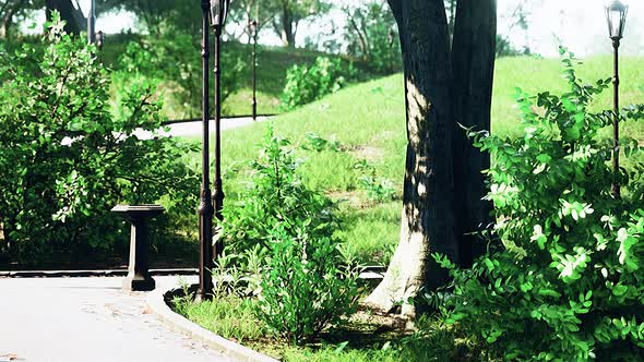 Scenic View of a Winding Stone Path Through a Peaceful Green City Park