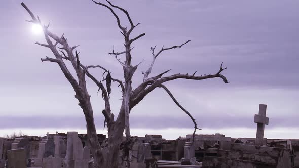 Old Abandoned Cemetery with a Dry Tree.