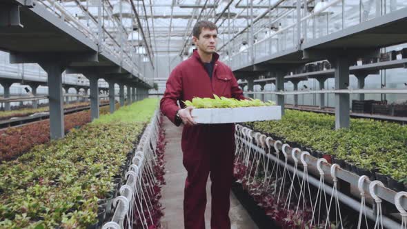 Portrait of a Male Worker in a Greenhouse with a Basket of Seedlings