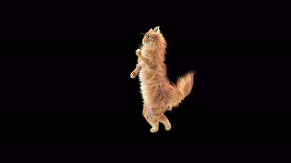 Cat Dancing 4K