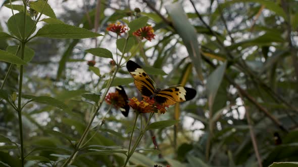 Close up shot of butterfly sucking nectar from the small yellow flower in the forest. 4k footage of