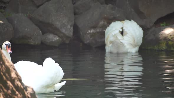 Beautiful White Swan with Fluffy Wings Floating on the Lake in the Park on a Sunny Day