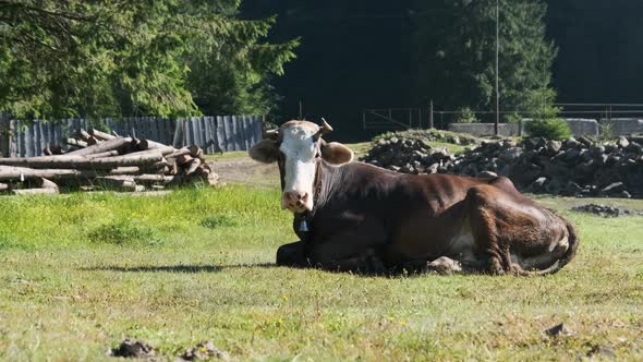 Cow Lies on the Lawn and Looks Into the Camera and Exhales Steam From Nostrils