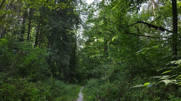 Daytime Forest Landscape in Summer