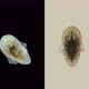 Larva of the Worm Polycladida Under the Microscope, Class Turbellaria. Müller's Larva - VideoHive Item for Sale