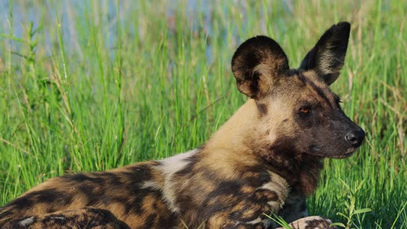 African Wild Dog Lying In The Bank Of Khwai River On A Sunny Day In Botswana, South Africa. - close