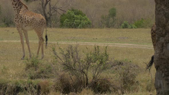 Giraffes in Maasai Mara National Reserve