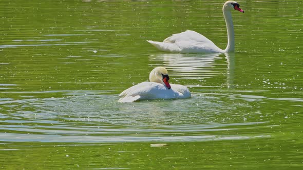 White Swans Floating In The Green Lake Water Swimming