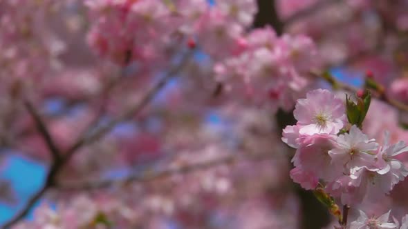 Close-up Cherry Blossom Tree