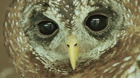 EXTREME CLOSEUP - an African wood owl turns to face the camera