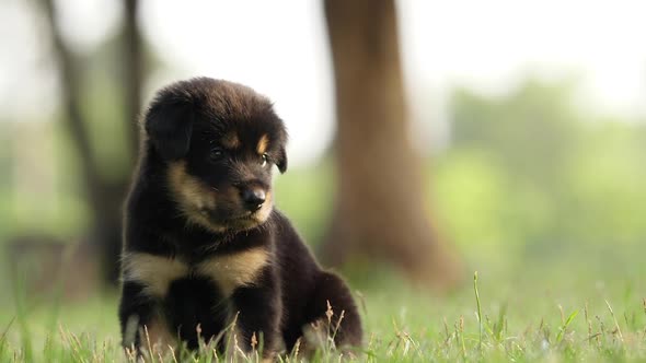 slow motion of cute puppy playing in the park