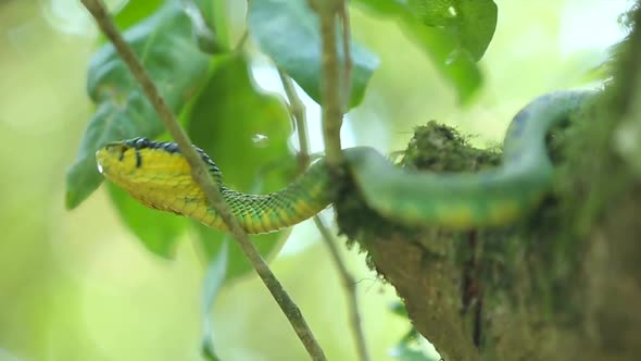 Sri Lankan green pit viper Craspedocephalus trigonocephalus Ceylon pit viper green snake endemic pet