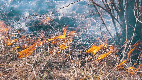 Burning Dry Grass, Trees, Bushes, and Haystacks with Caustic Smoke. Fire in the Forest. Slow Motion