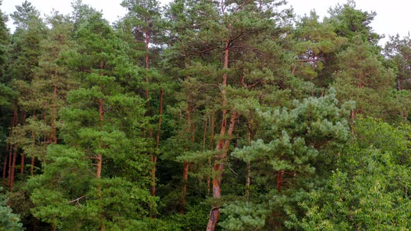 Tall pine trees in woodland