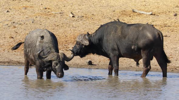 African Buffaloes Drinking Water - Kruger National Park