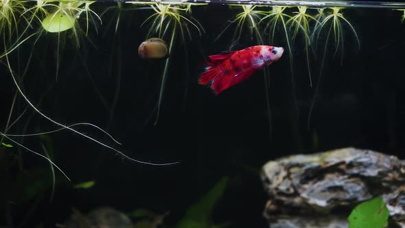 Red beta fish swimming in large tank.