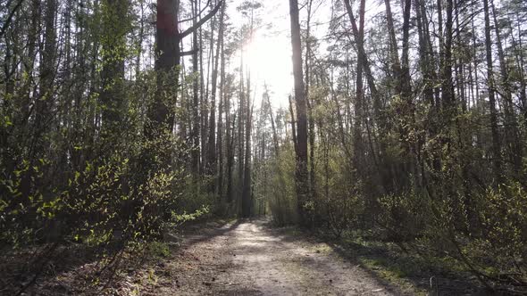 Aerial View of the Road Inside the Forest