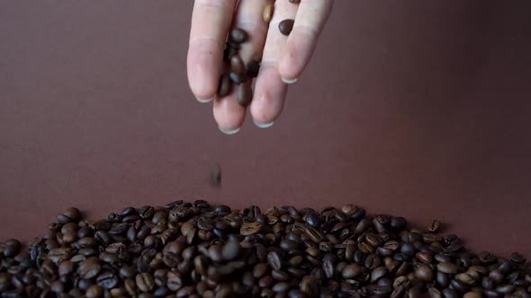 Coffee aromatic grains of coffee sprinkle with a female hand