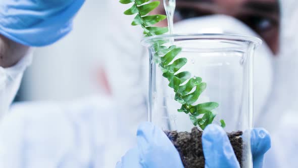 Pouring GMO on Test Plants in Modern Laboratory