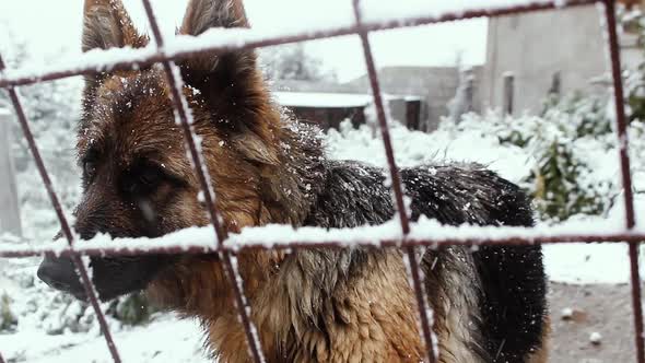 German Shepherd Barking In Winter.