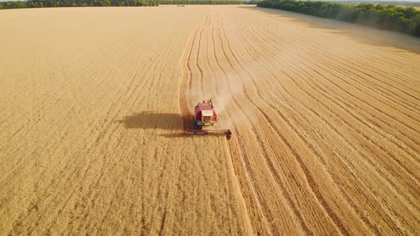 Aerial View Red Harvester Working in the Field. Combine Harvester Agricultural Machine Collecting