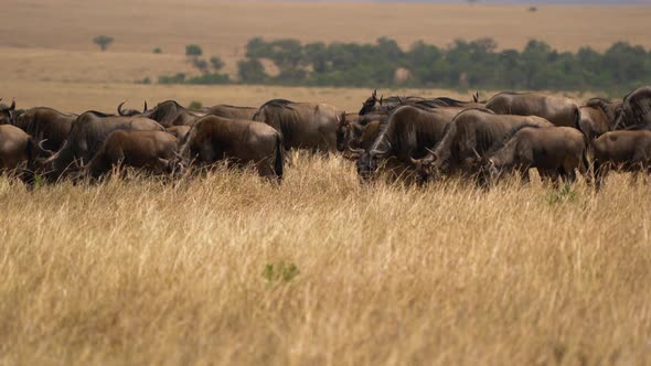 Herd of wildebeests on African savannah