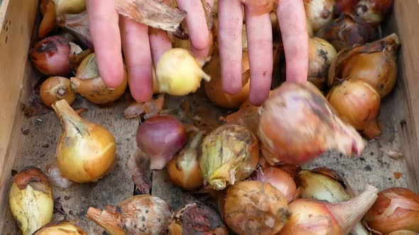 Close-up of a farmer's hands stack the harvest of onions in a wooden container.