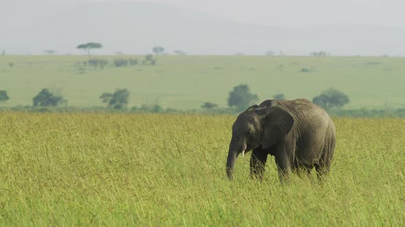 Elephant in the African savannah