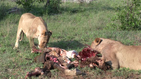 A lioness drags a giraffe carcass into the bush so she can finish her meal in the shade.