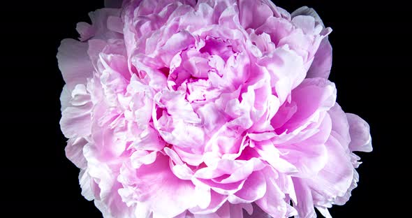 Pink Peony Open Flower in Time Lapse