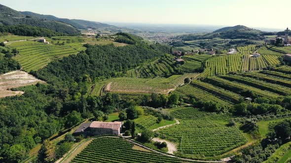 Vineyards in Valpolicella, Veneto, Verona, Italy