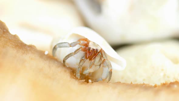 Tiny Hermit Crab Eat