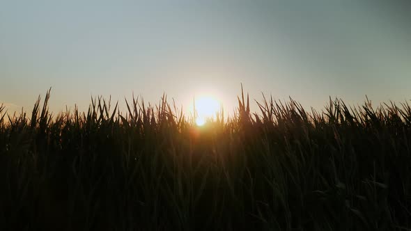 Silhouette of corn plants against golden sunset