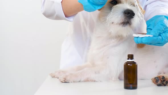 The Girl Wipes the Dog's Ear with a Cotton Pad