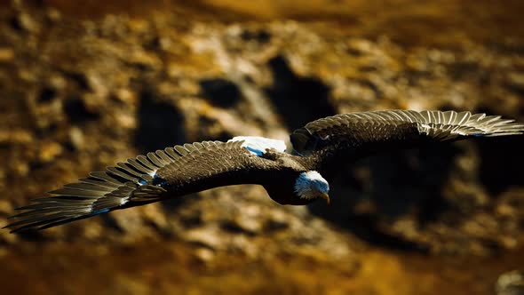 Slow Motion American Bald Eagle in Flight Over Alaskan Mountains